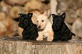 SCOTTISH TERRIER 147